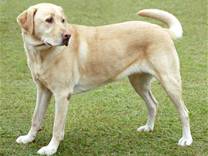 cane razza Labrador Retriever